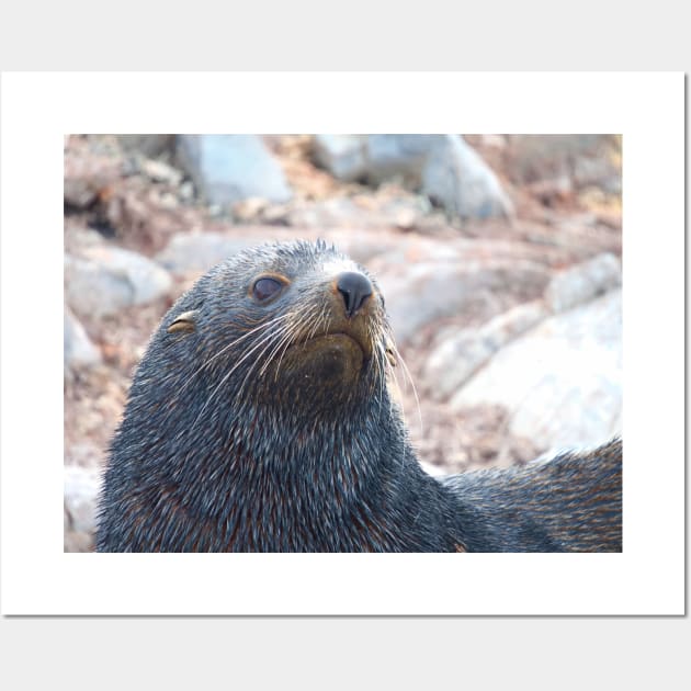 WISHING FUR SEAL Wall Art by NATURE WILD